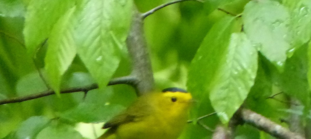 Wilson's Warbler - ML445314481