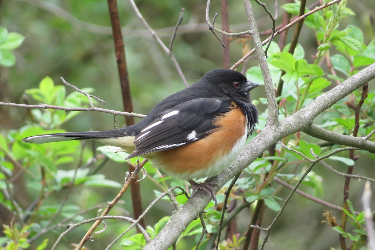 ワキアカトウヒチョウ - ML445314701