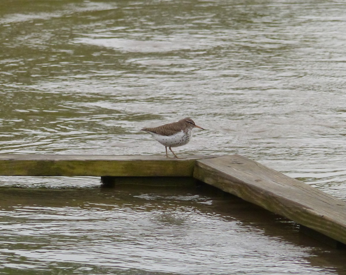 Spotted Sandpiper - ML445314791