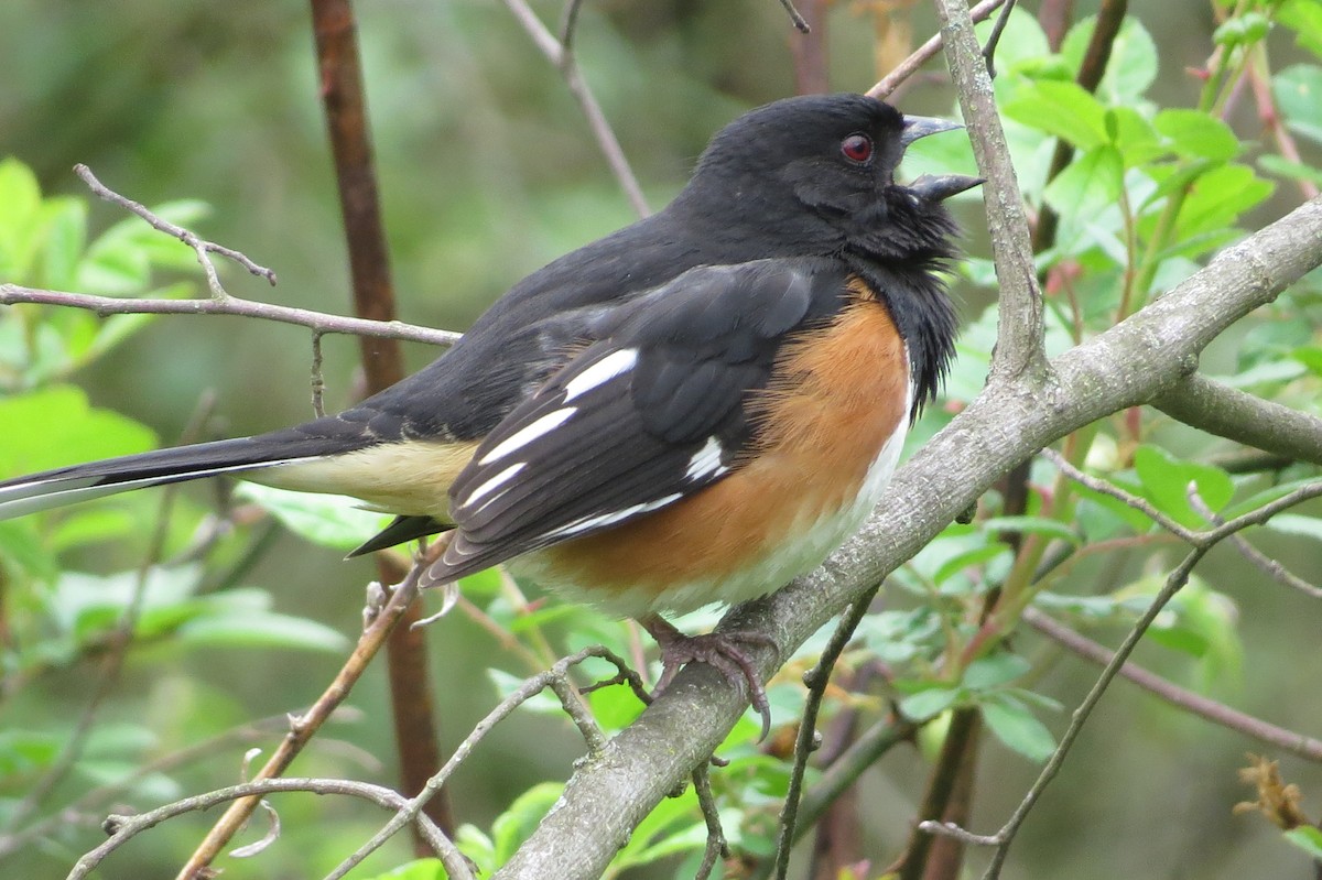 Eastern Towhee - ML445314841