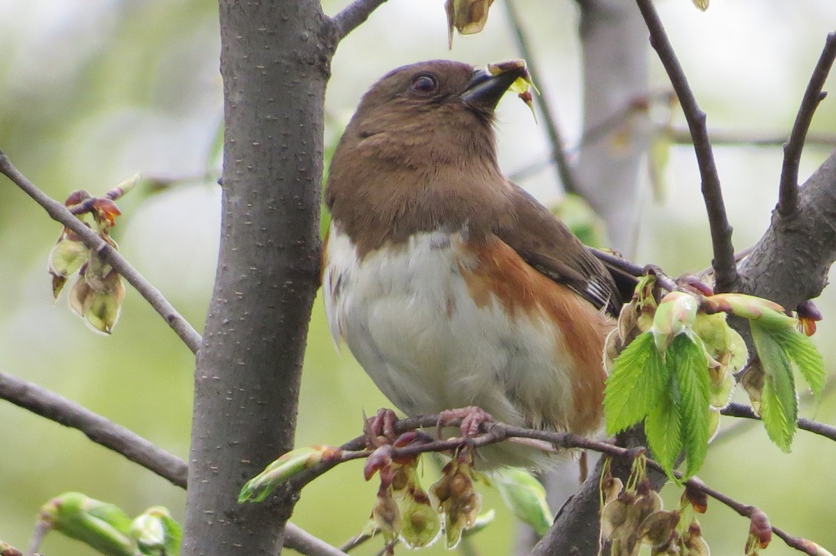 Eastern Towhee - ML445314931