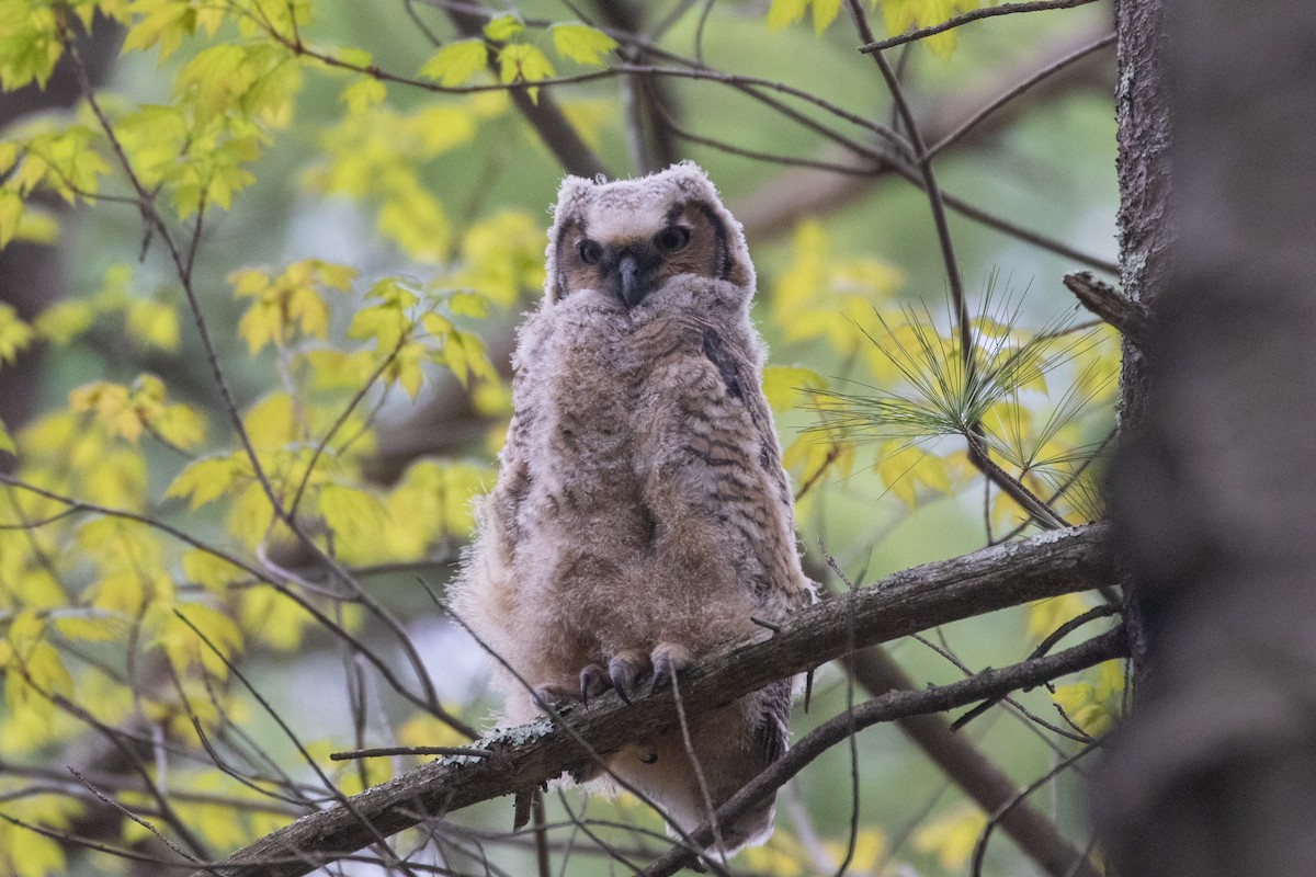 Great Horned Owl - ML445315871