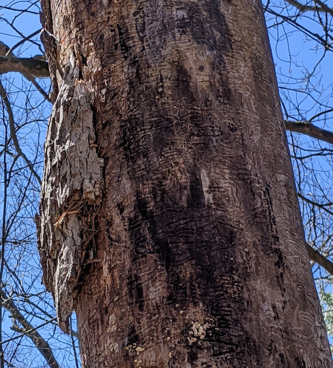 Brown Creeper - ML445316021