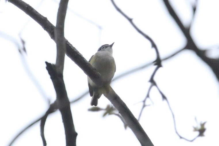 Blue-headed Vireo - ML445316731