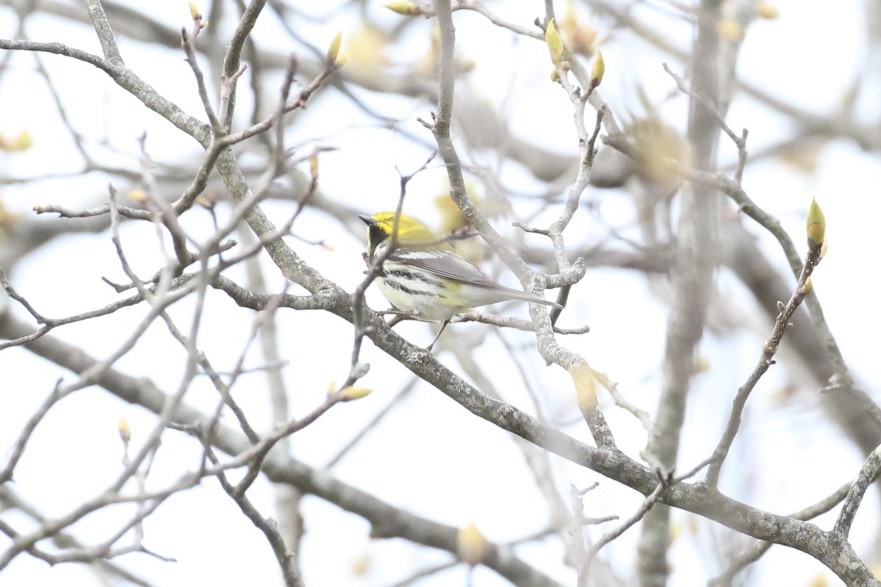 Black-throated Green Warbler - ML445317071