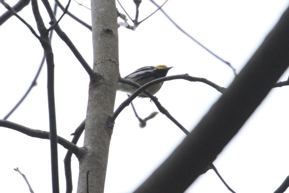 Black-throated Green Warbler - ML445317091