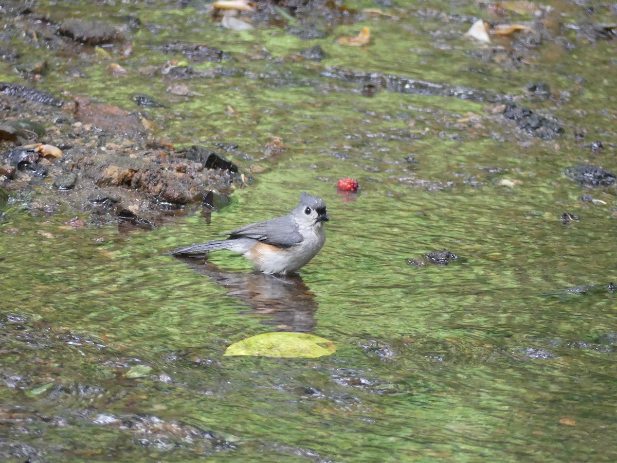 Tufted Titmouse - Christine McCluskey