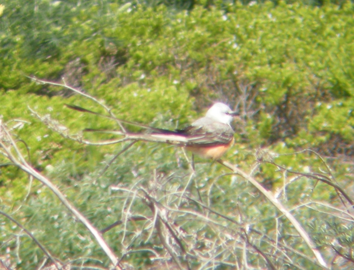 Scissor-tailed Flycatcher - ML44531791