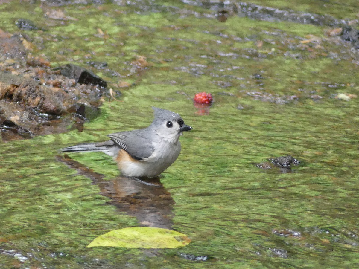 Mésange bicolore - ML445317971