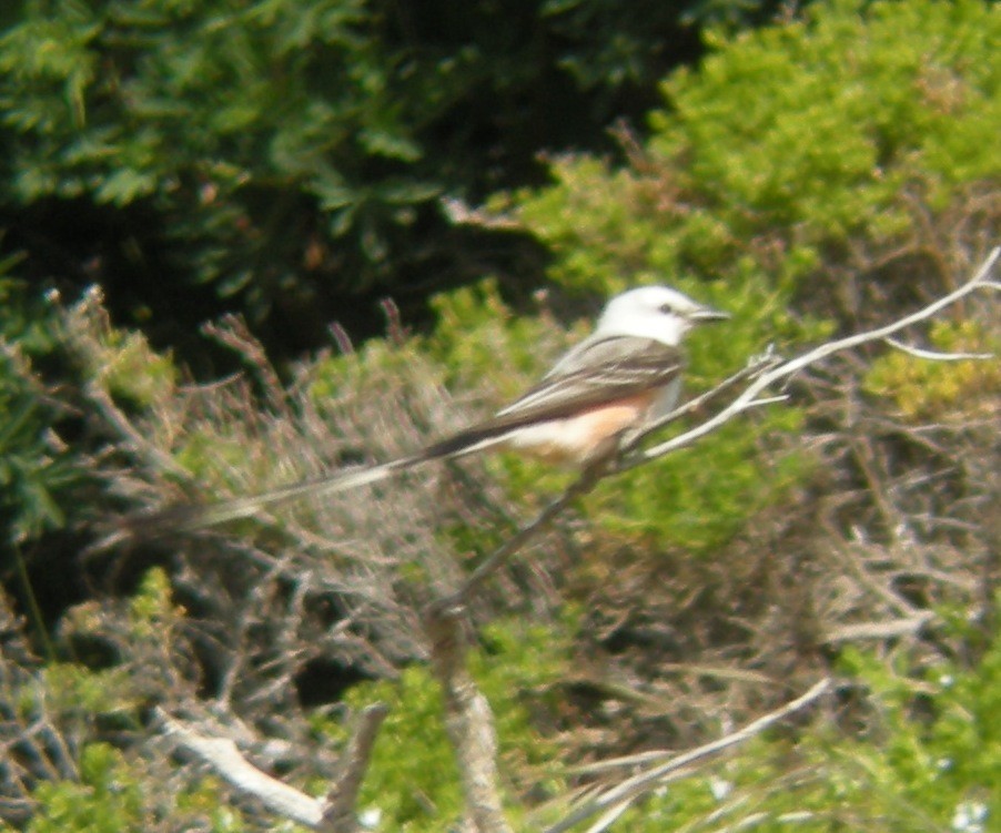 Scissor-tailed Flycatcher - ML44531801