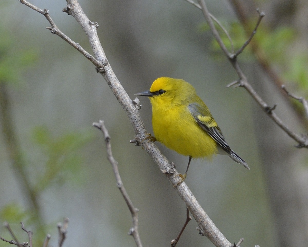 Blue-winged Warbler - David Kennedy