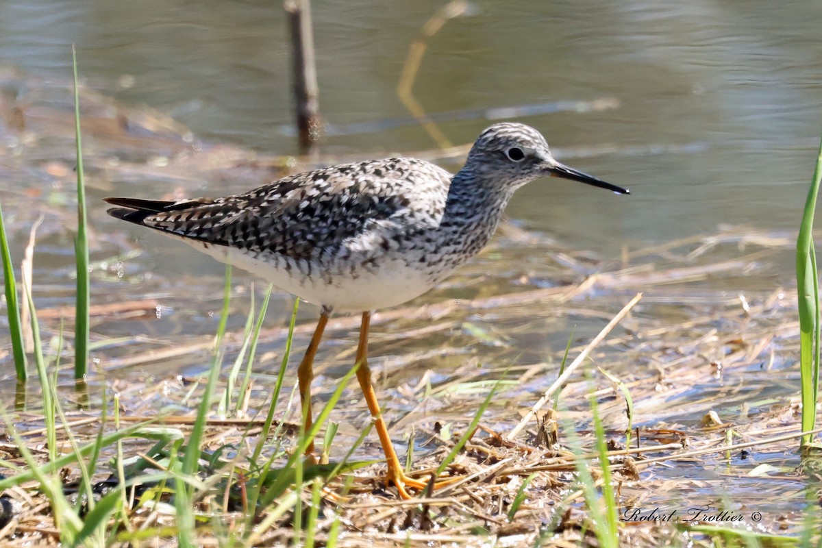 Lesser Yellowlegs - ML445318991