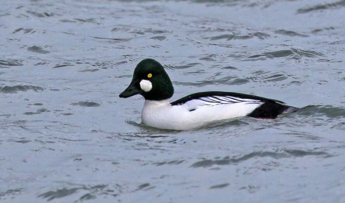 Common Goldeneye - ML44531931