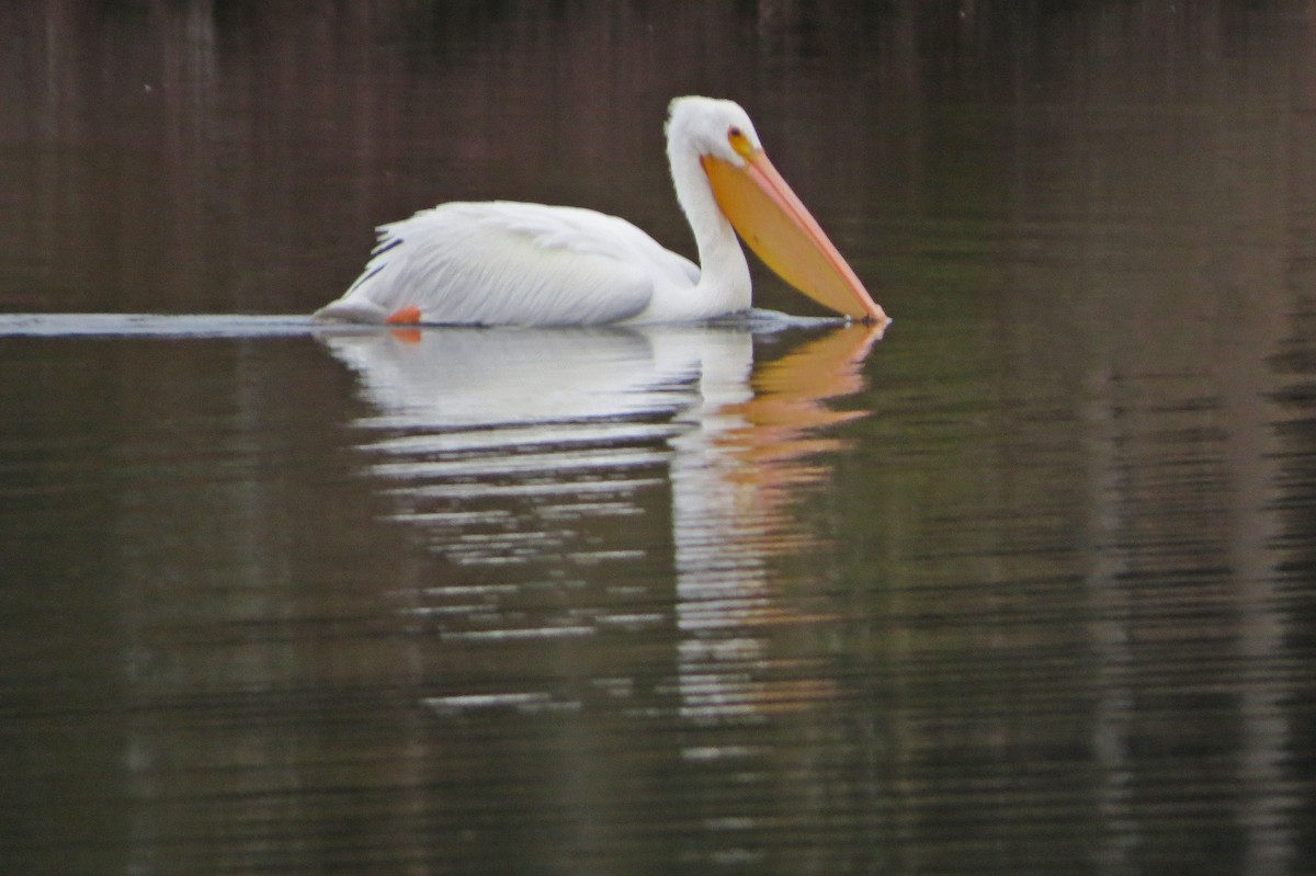 American White Pelican - Terry Lodge