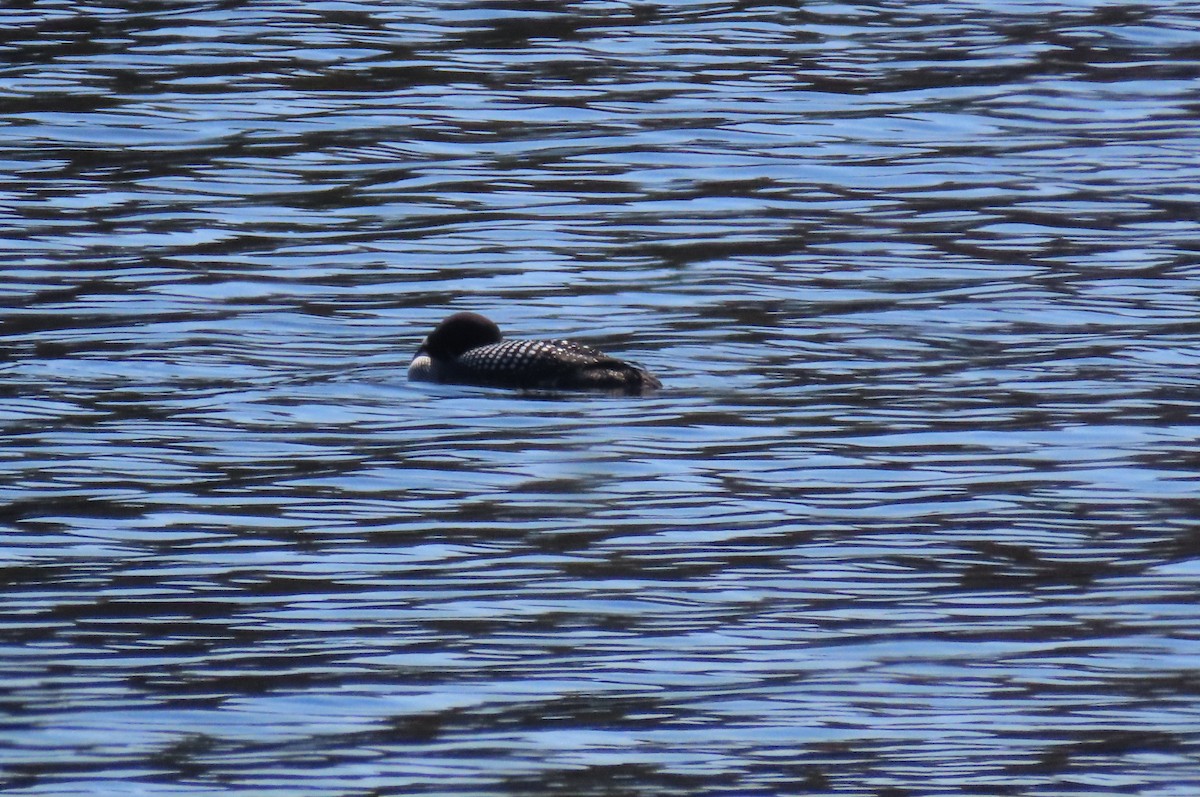 Common Loon - ML445322611