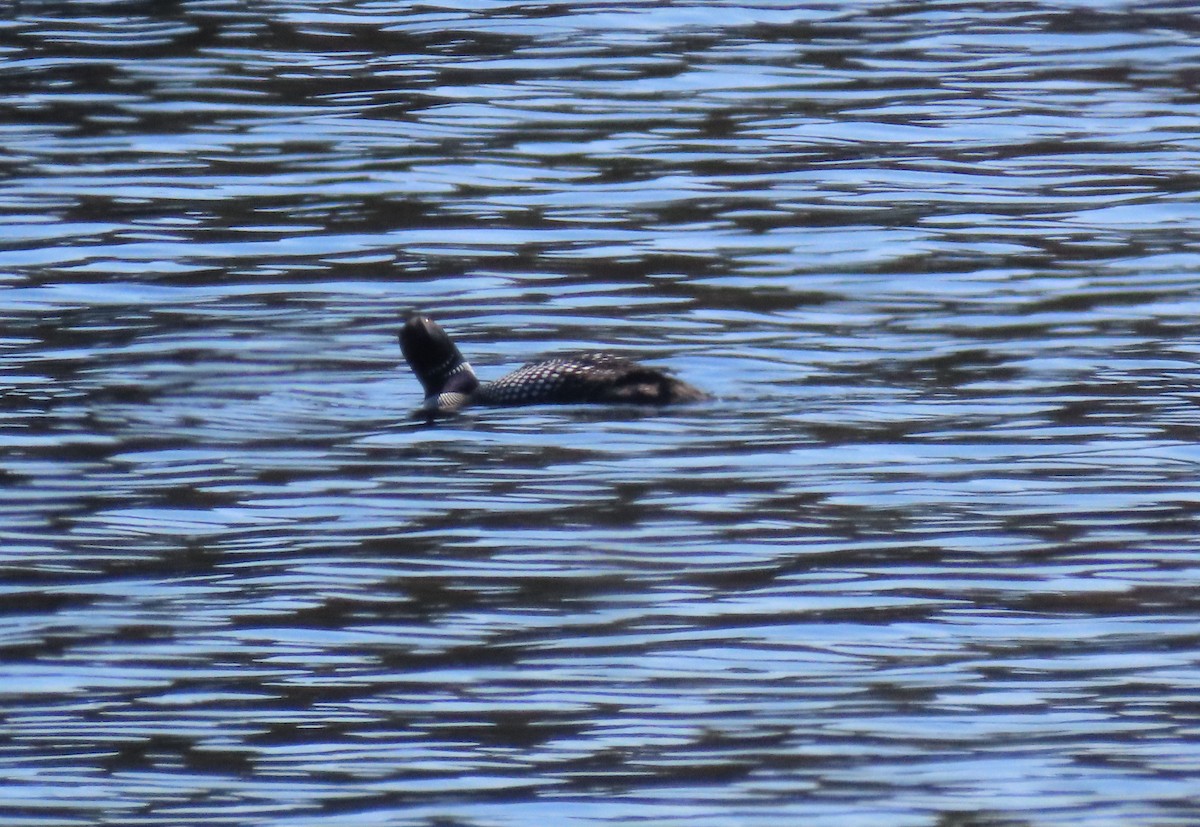 Common Loon - ML445322931