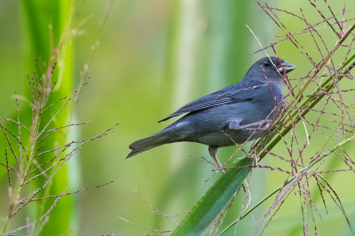 Slaty Finch - Steve Juhasz