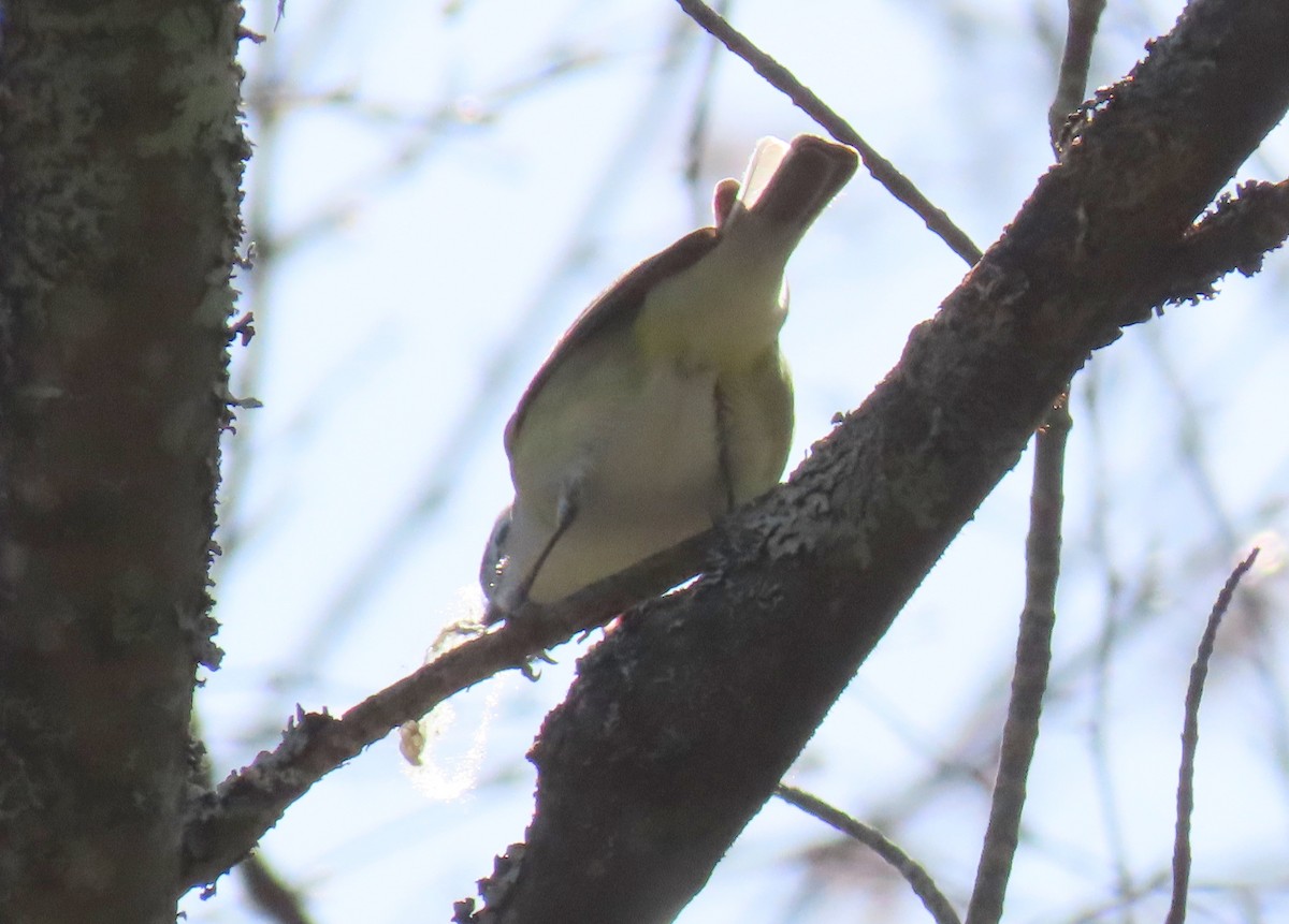 Blue-headed Vireo - ML445324371