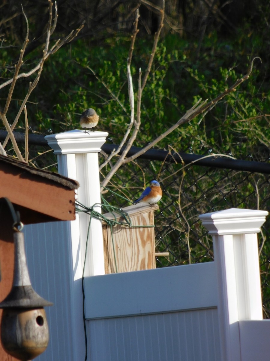 Eastern Bluebird - ML445324411