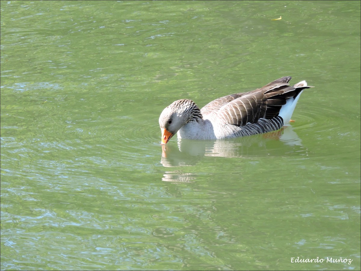 Graylag Goose - ML445324951