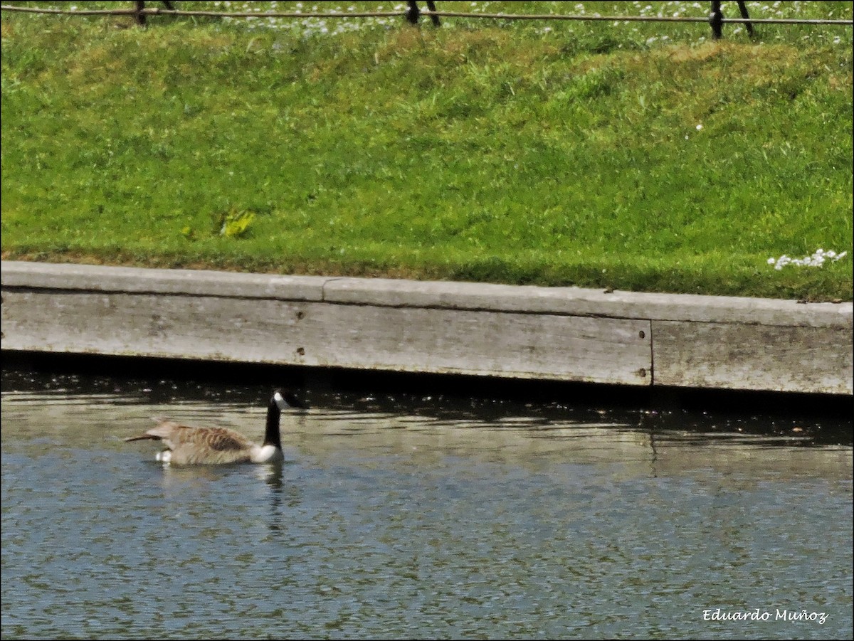 Canada Goose - ML445325001