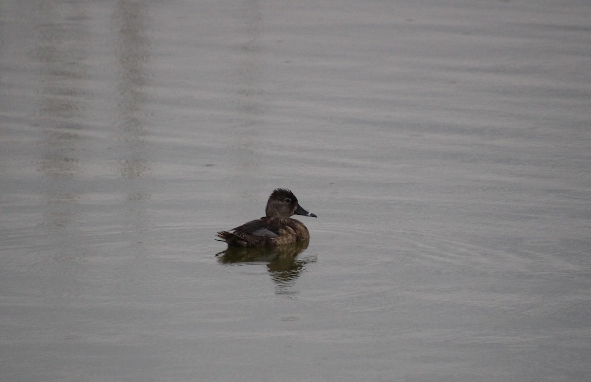 Ring-necked Duck - ML445325091