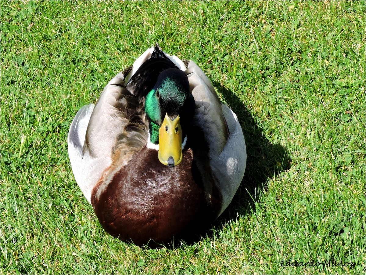 Mallard - ML445325261