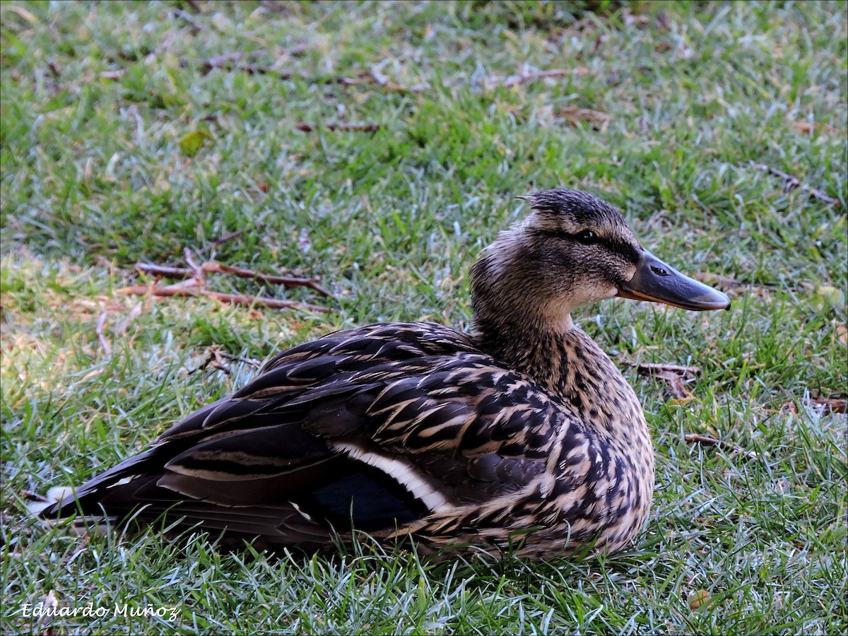 Mallard - ML445325271