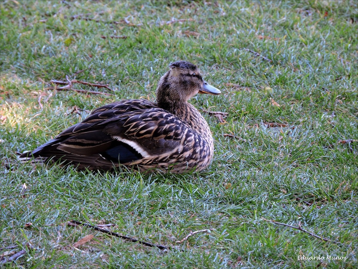Mallard - ML445325281