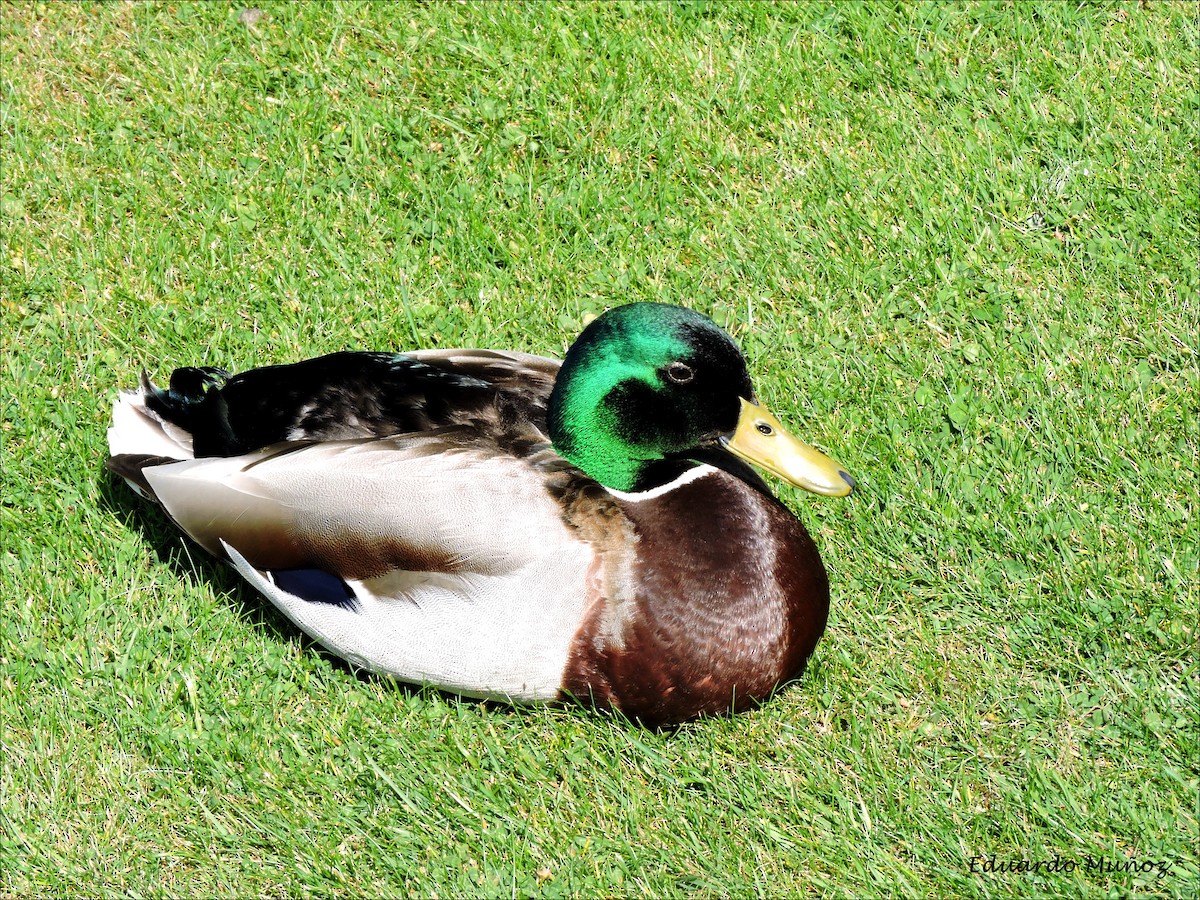 Mallard - ML445325361