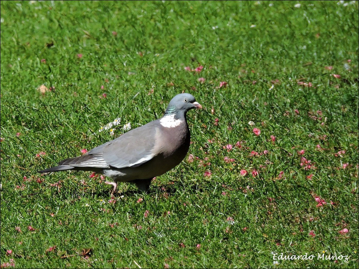 Common Wood-Pigeon - ML445325521