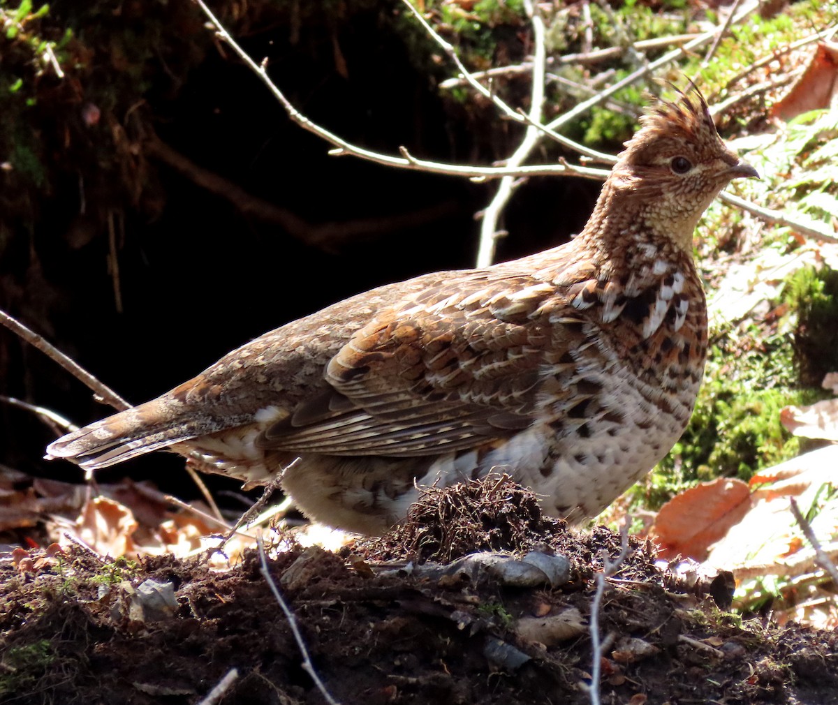 Ruffed Grouse - ML445325981