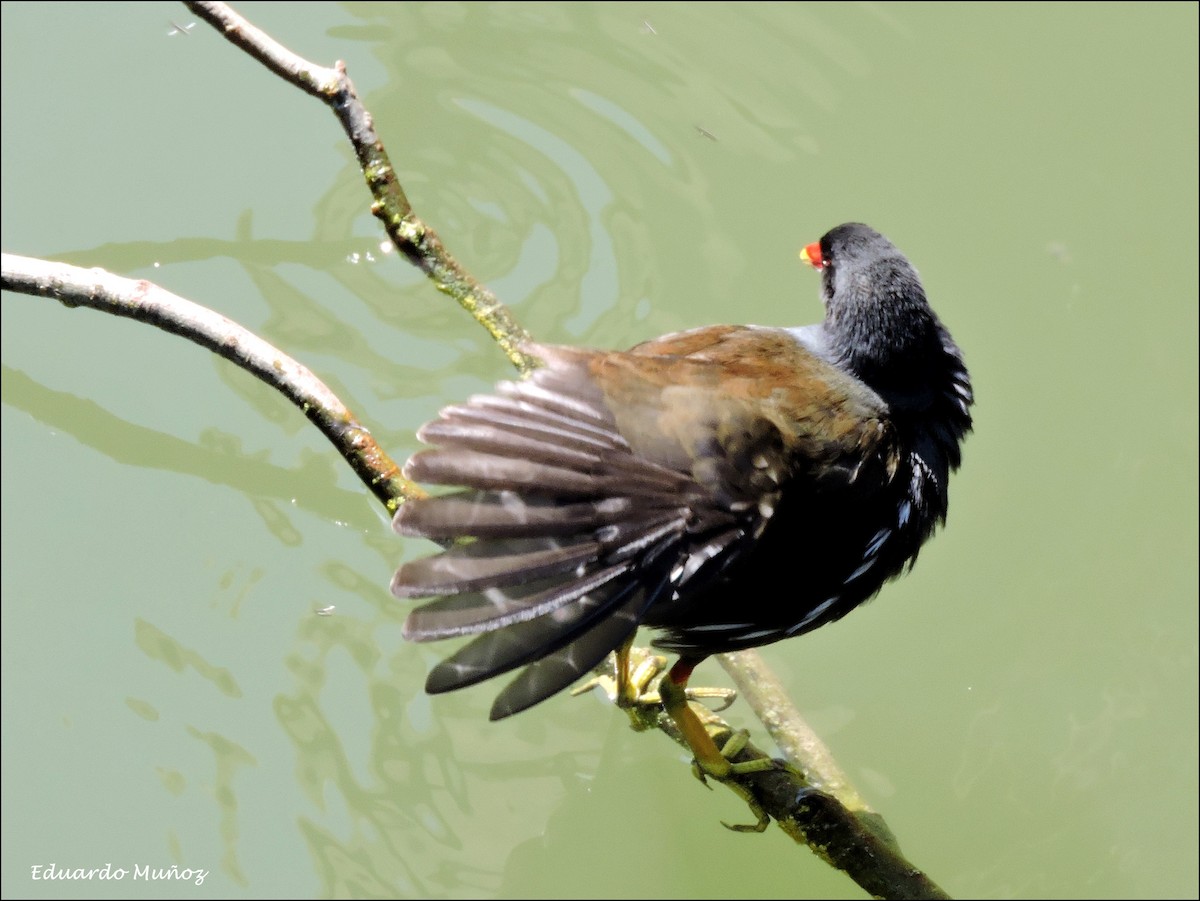 Eurasian Moorhen - ML445326261
