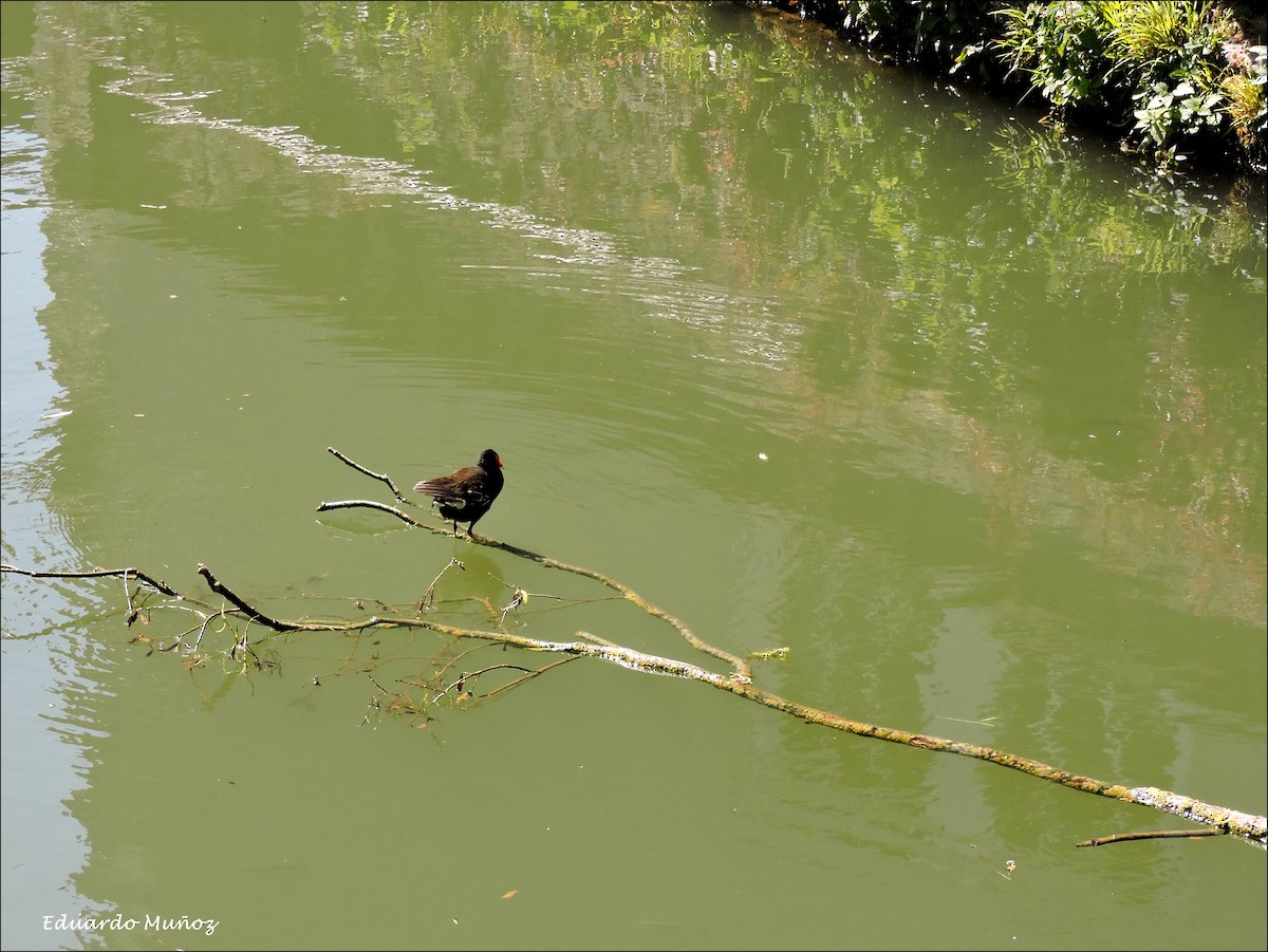 Eurasian Moorhen - ML445326301