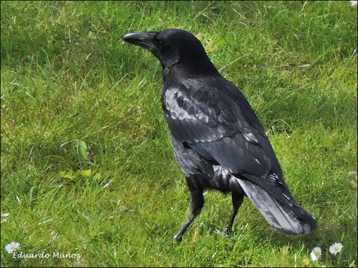 Carrion Crow - ML445326481