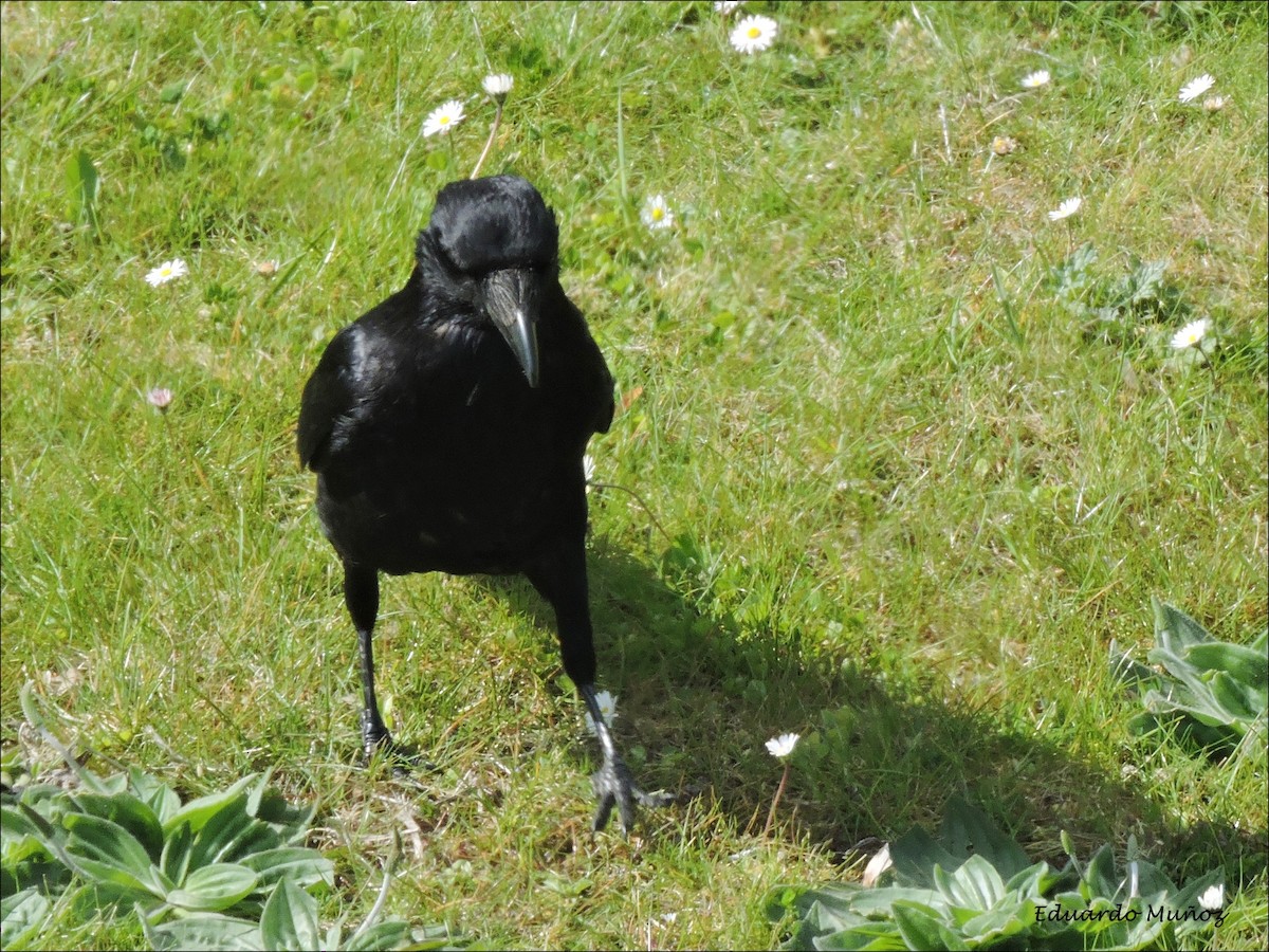 Carrion Crow - ML445326491