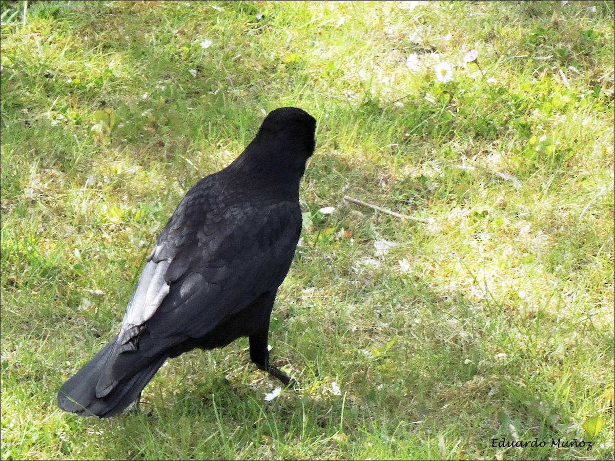 Carrion Crow - ML445326501