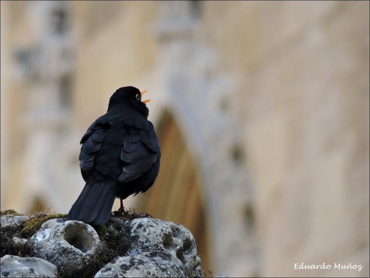 Eurasian Blackbird - ML445326631