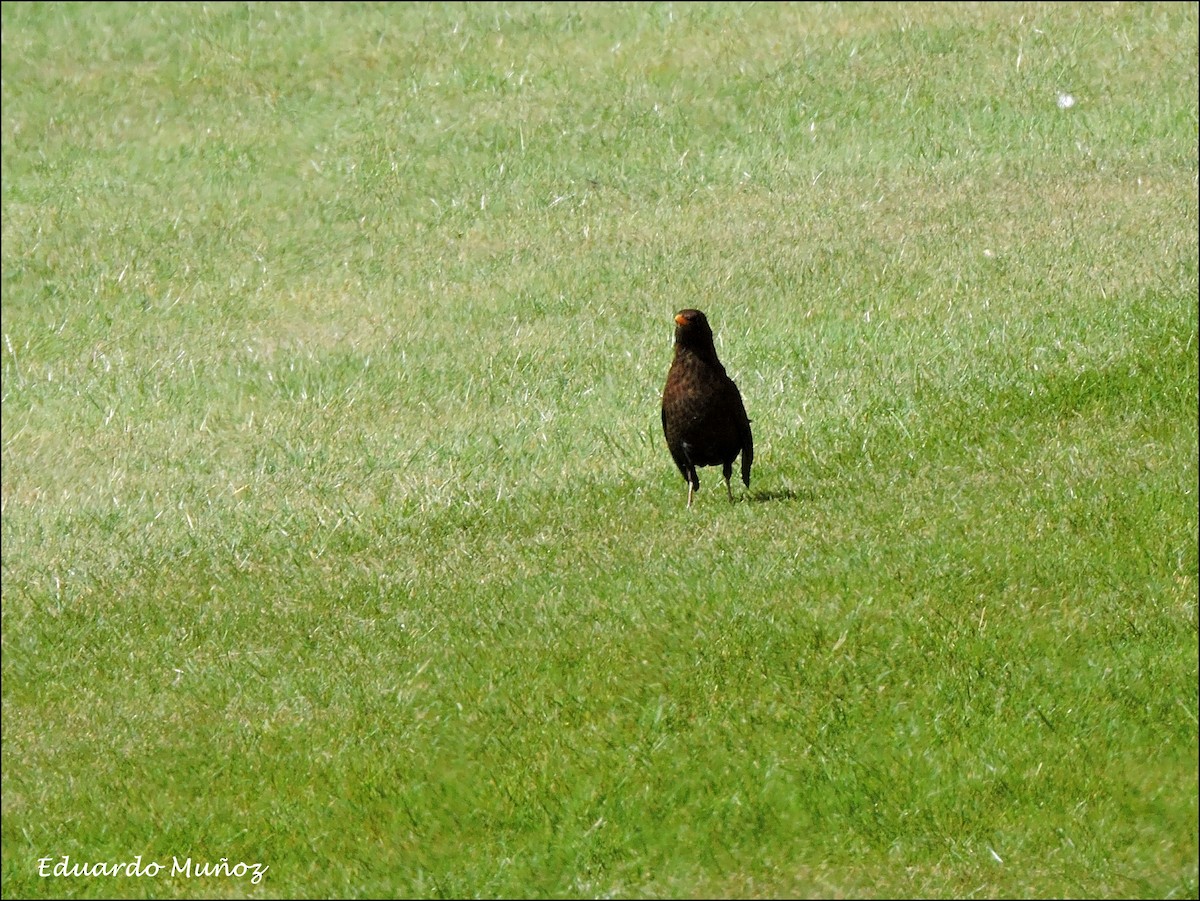 Eurasian Blackbird - ML445326641