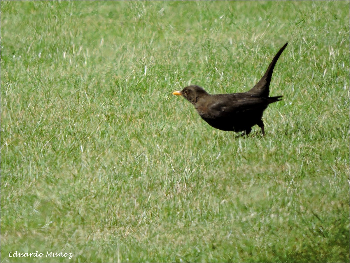 Eurasian Blackbird - ML445326681