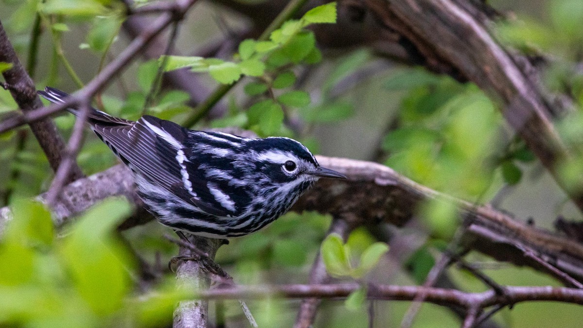 Black-and-white Warbler - ML445327731