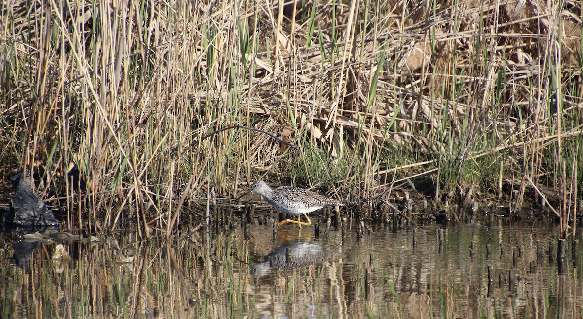 Greater Yellowlegs - ML445327901