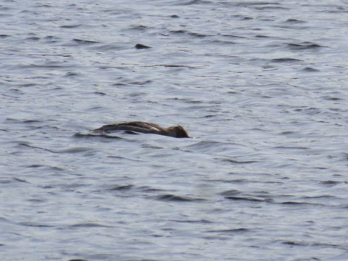 Red-breasted Merganser - Debbie van Zyl