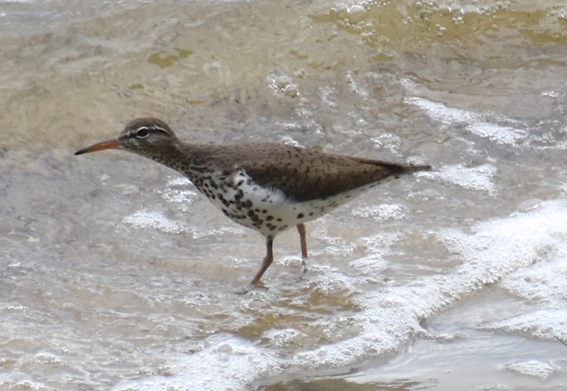 Spotted Sandpiper - ML445329551