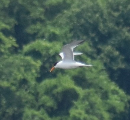 Royal Tern - ML445329891