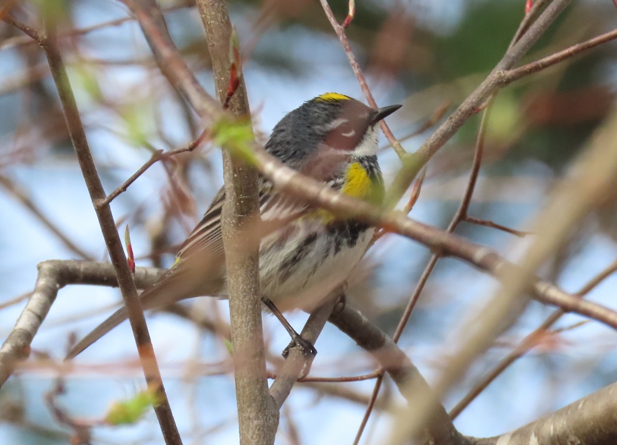 Yellow-rumped Warbler - Debbie van Zyl