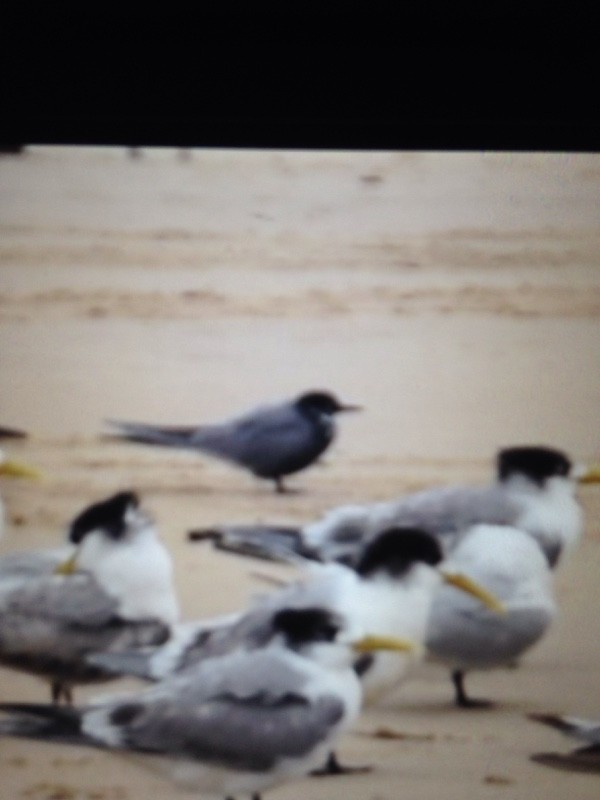 Black Tern - ML445331551