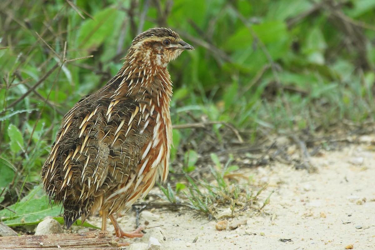 Common Quail - António Gonçalves