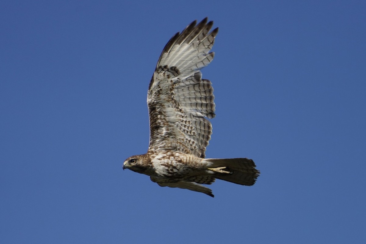 Red-tailed Hawk - ML445332481