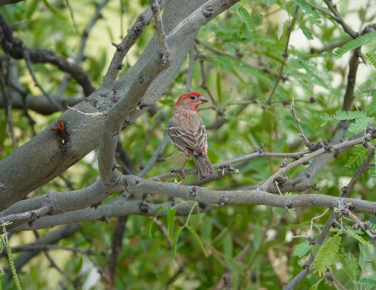 House Finch - ML445333221